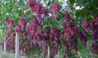葡萄的种植技术 葡萄的栽培技术